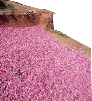 Les rose de Mgouna