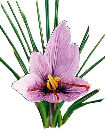 Le safran