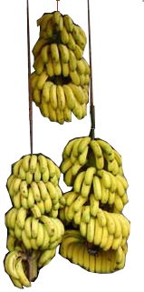 banane d'aourir